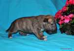 solid brindle girl