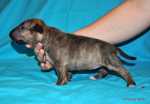 solid brindle girl
