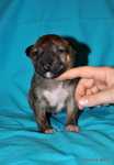 solid brindle girl
