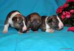 brindle puppies