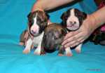 brindle puppies