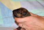 solid brindle girl