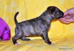 solid brindle girl