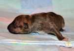 solid brindle girl
