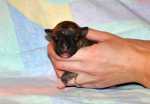 solid brindle girl