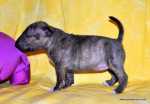solid brindle girl