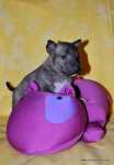 solid brindle girl