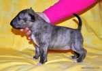 solid brindle girl