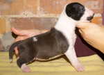 3 weeks