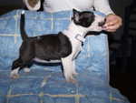 7 weeks