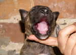 3 weeks