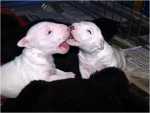 2 white puppies