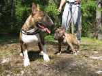 Diva&Max1Heina09 014