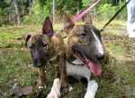 Diva&MaxHeina09 015