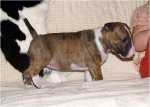5 weeks