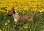 flover girl