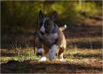 running on the forrest