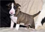4,5 weeks