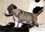 4,5 weeks