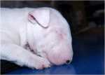 sleeping