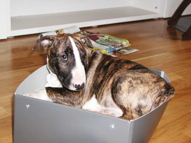 ruutis new bed
