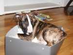 ruutis new bed