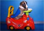 car driver