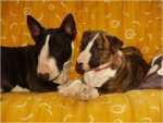 ruuti and Wiffi