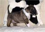 5 weeks