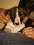 7 weeks
