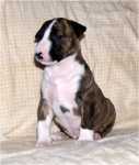 5 weeks