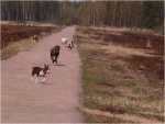 turbav�ljadel (2)