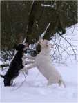 snowgames