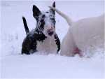 snowgames (10)