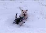 snowgames (13)