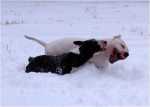 snowgames (14)