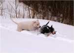snowgames (15)