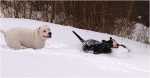snowgames (16)