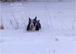snowgames (17)