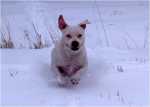 snowgames (18)