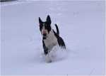 snowgames (2)