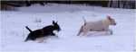 snowgames (3)