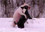 snowgames (4)