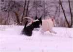 snowgames (5)