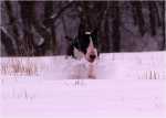 snowgames (6)