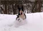 snowgames (7)