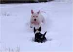 snowgames (9)