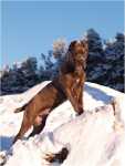 sunny december (14)