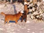 sunny december (2)