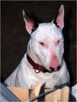 bully holiday (4)